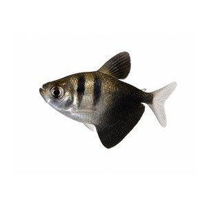 Mustatetra, Gymnocorymbus ternetzi