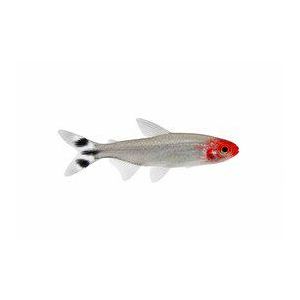 Punasuutetra, Petitella rhodostoma (ent.Hemigrammus / Petitella rhodostomus)