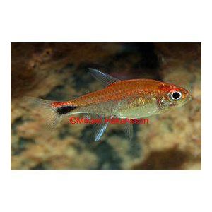 Helotetra, Axelrodia riesei