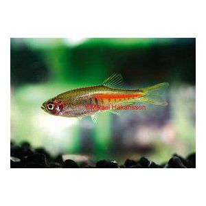 Rubiiniseeprakala, Danio choprae