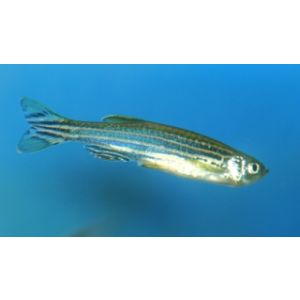 seeprakala Danio rerio