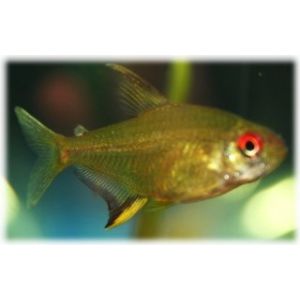 Sitruunatetra, Hyphessobrycon pulchripinnis