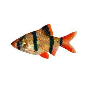 Tiikeribarbi, Puntigurus tetrazona