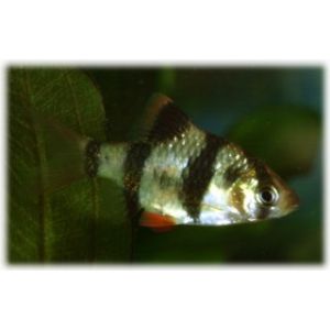 tiikeribarbi Puntius anchisporus (tetrazona)