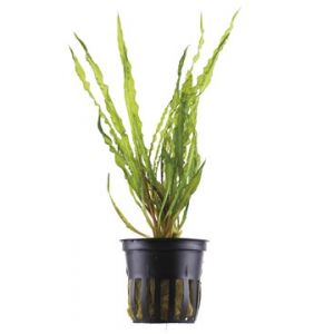 Cryptocoryne crispatulata / balansea, kurttumelalehti