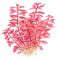 Ludwigia palustris "Red", suorusolehti punainen