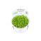 1-2-Grow! Micranthemum tweediei 'Monte Carlo', pyörölehtilaji