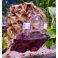 Ocean Nutrition Seaweed Clips