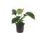 Anubias barteri var. caladiifolia, soikeakeihäslehti