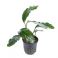 Anubias barteri var. coffeefolia, kahvikeihäslehti